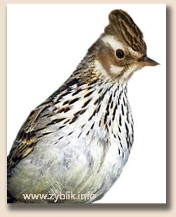 ������ ���������, ��� ��� ��������� (Lullula arborea)