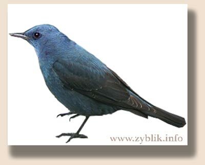 ����� �������� ����� (Monticola solitarius)