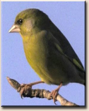 ��������� (Carduelis chloris)