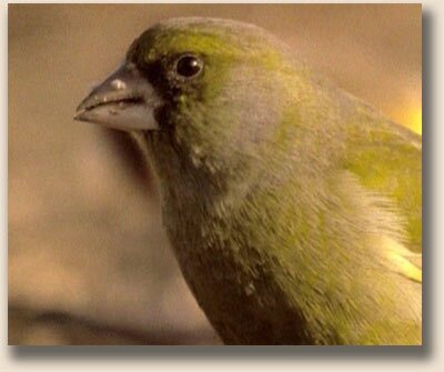 ��������� (Chloris chloris)