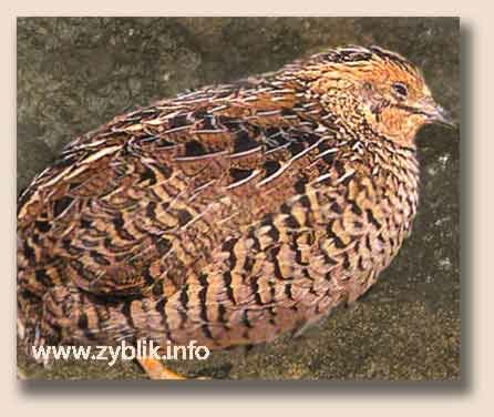 ��������� ��� ��������� ������� (Coturnix chinensis)