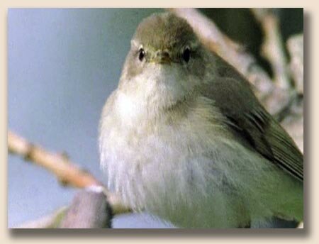 �������-�������� (Phylloscopus trochilus)