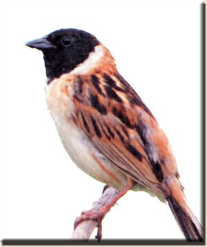 ���������� ������� (Emberiza yessoensis)