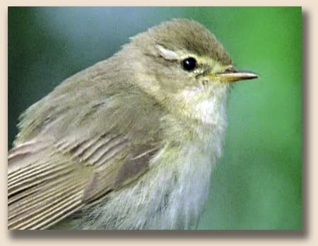 �������-�������� (Phylloscopus trochilus)