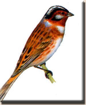 ������������ ������� (Emberiza leucocephalos)
