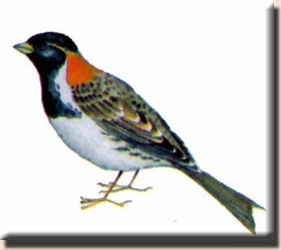 ����������� ���������� (Calcarius lapponicus)