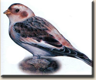 ������� (Plectrophenax nivalis)
