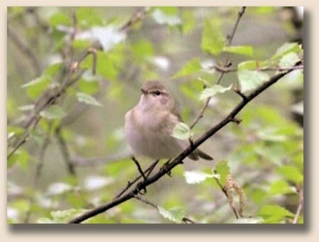 �������-�������� (Phylloscopus trochilus)