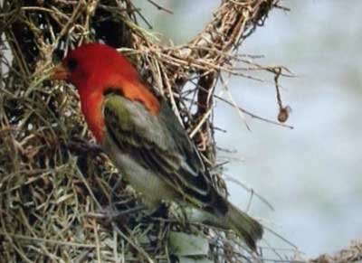 ������������ �������� (Anaplectes rubriceps)
