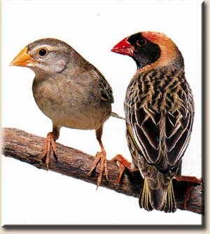������������ ������, ��� ������ (Quelea guelea)