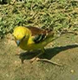 ���������� ������� (Passer euchlorus)