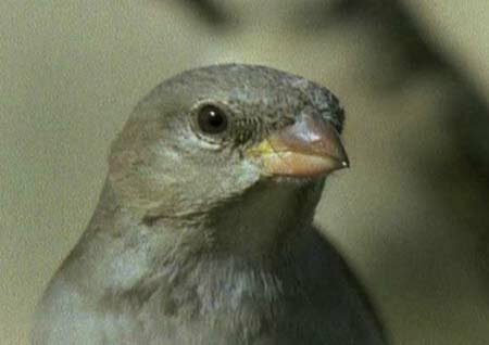 ������� ������� (Montifringilla nivalis)