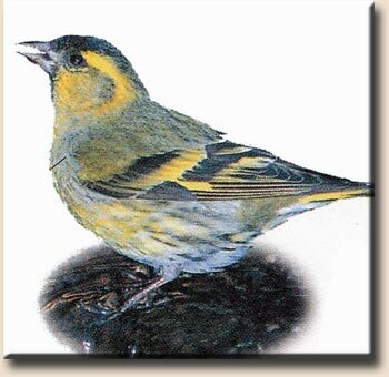 ��� ������������ Spinus (Carduelis) spinus