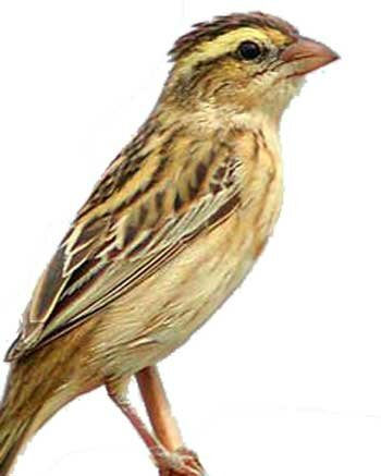 �������� ������� (Petronia petronia)
