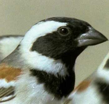 ������������ ������� (Passer socius)