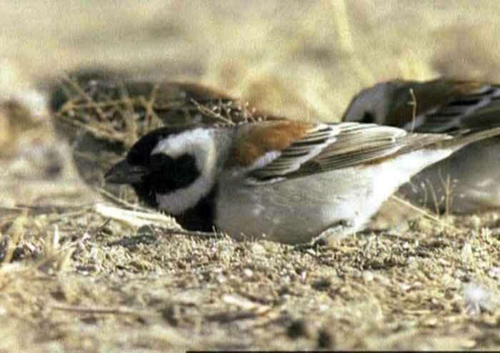 ������������ ������� (Passer socius)