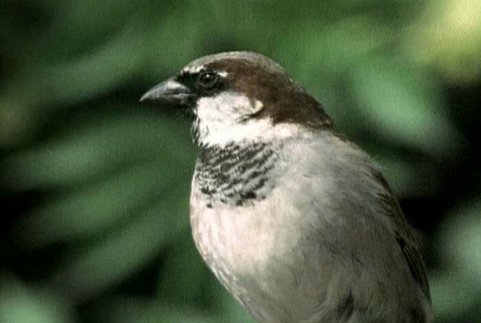 ������� ������� (Passer domesticus)