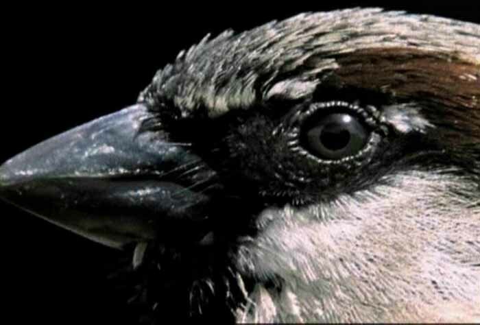 ������� ������� (Passer domesticus)