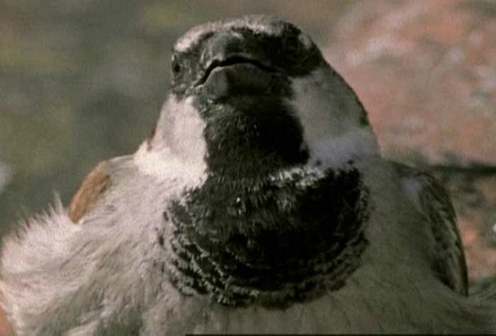 ������� ������� (Passer domesticus)