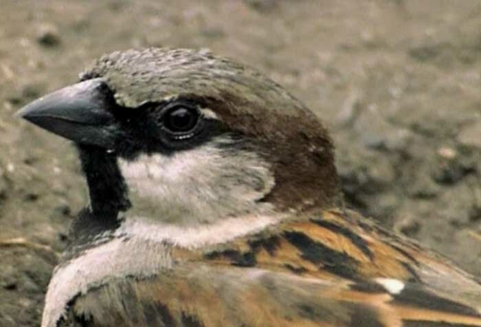 ������� ������� (Passer domesticus)