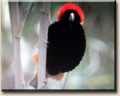 �������� ������ (Euplectes orix)