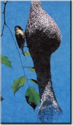 ������������ ������ ��� ���� (Ploceus philippinus)