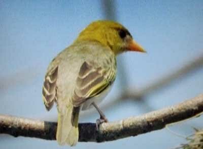 ������������ �������� (Anaplectes rubriceps), �����