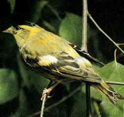 ��� ������������ Spinus (Carduelis) spinus