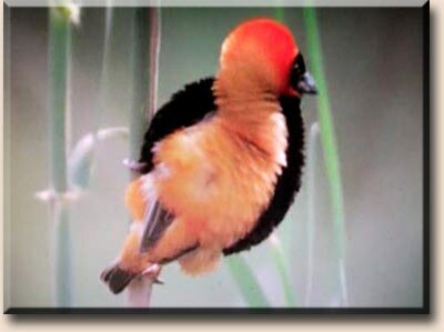 �������� ������ (Euplectes orix)