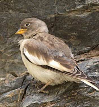 ������� ������� (Montifringilla nivalis)