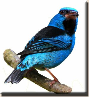 ����� ������ (Dacnis cayana)