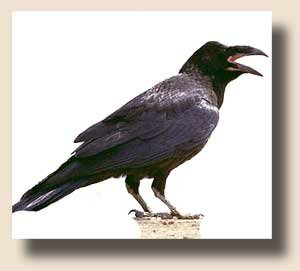 ����� ������������ (Corvus corax)