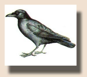 ������������ ������ (Corvus macrorhynchos)