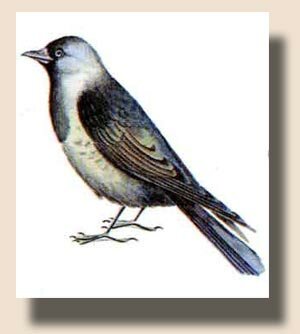 �������� ����� (Corvus davurieus)