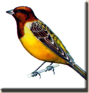 ������� ������� (Emberiza bruniceps)