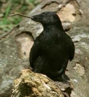 ��������������� ������ (Corvus moneduloides)