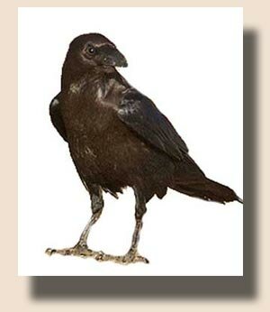 ��������� ����������� ����� (Corvus ruficollis)