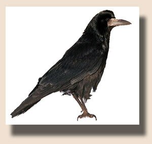 ���� (Corvus frugilegus)